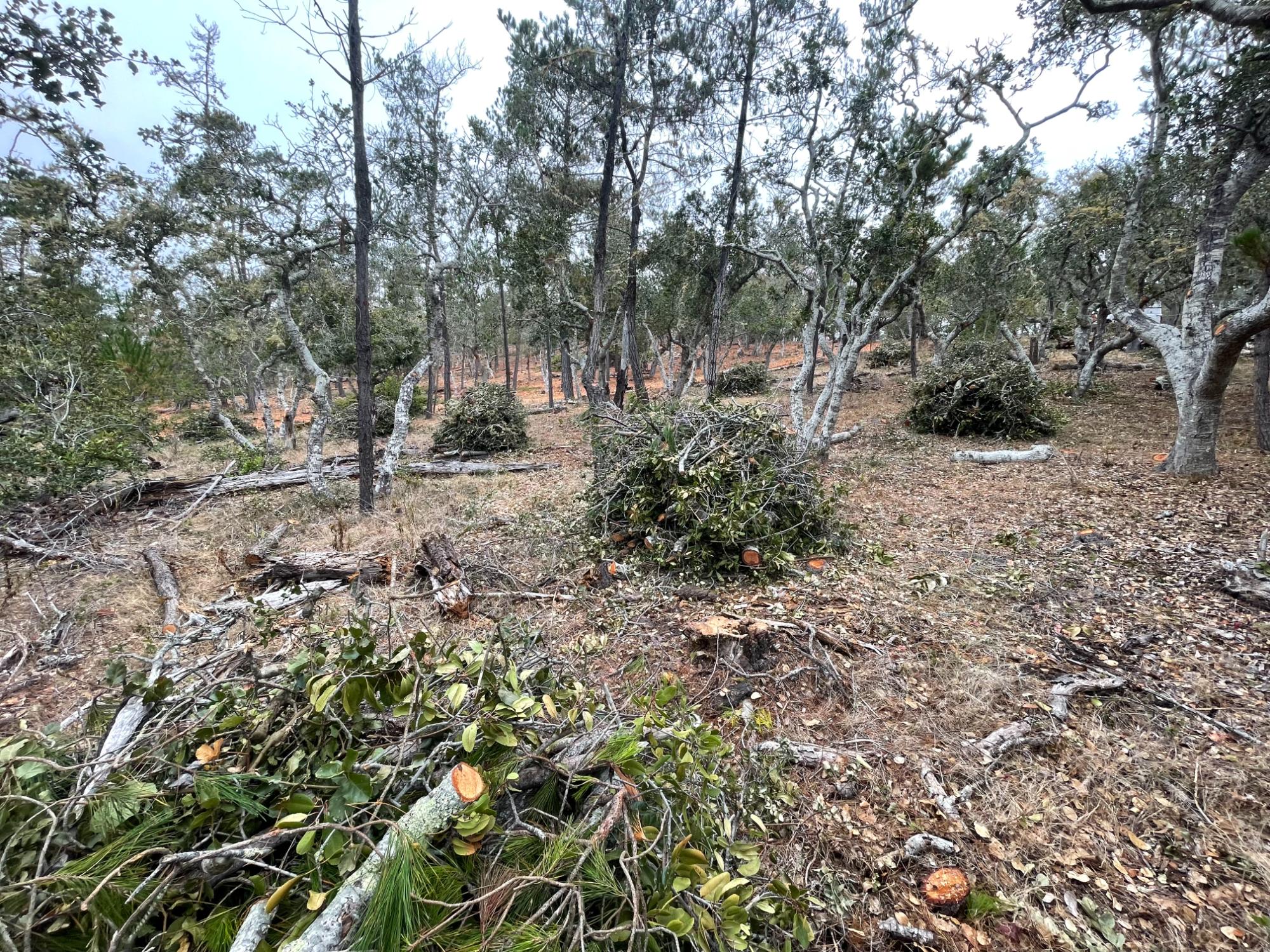 Prescribed burn piles staged at Cambria Pines Ecological Reserve