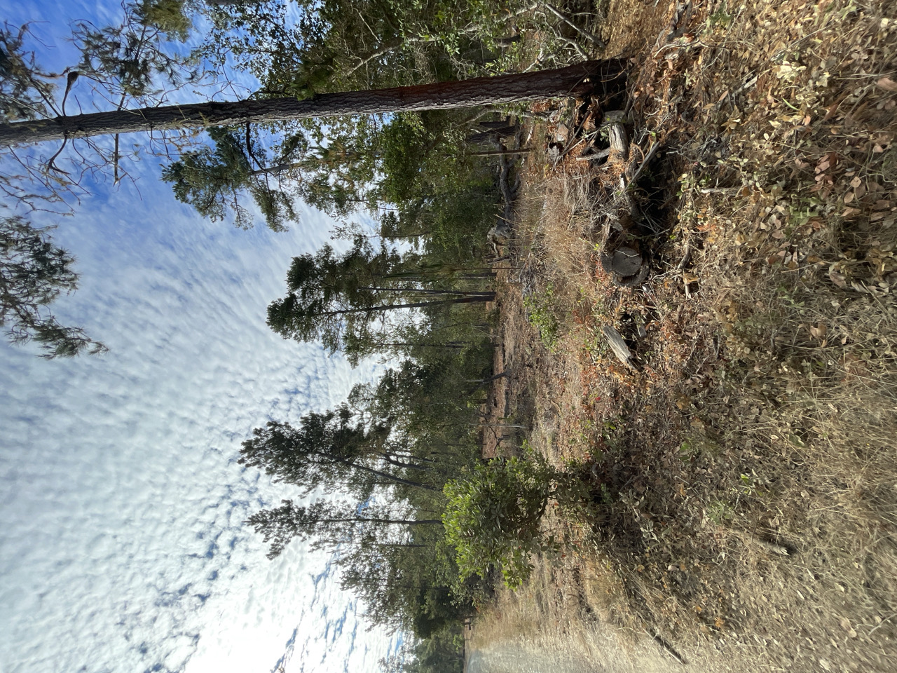 Covell Ranch after treatment — understory thinned along the access road