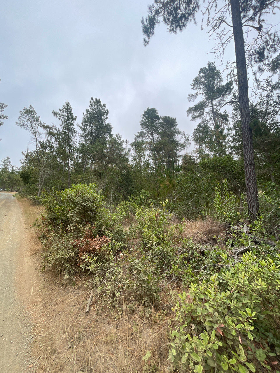 Covell Ranch before treatment — dense understory along the access road