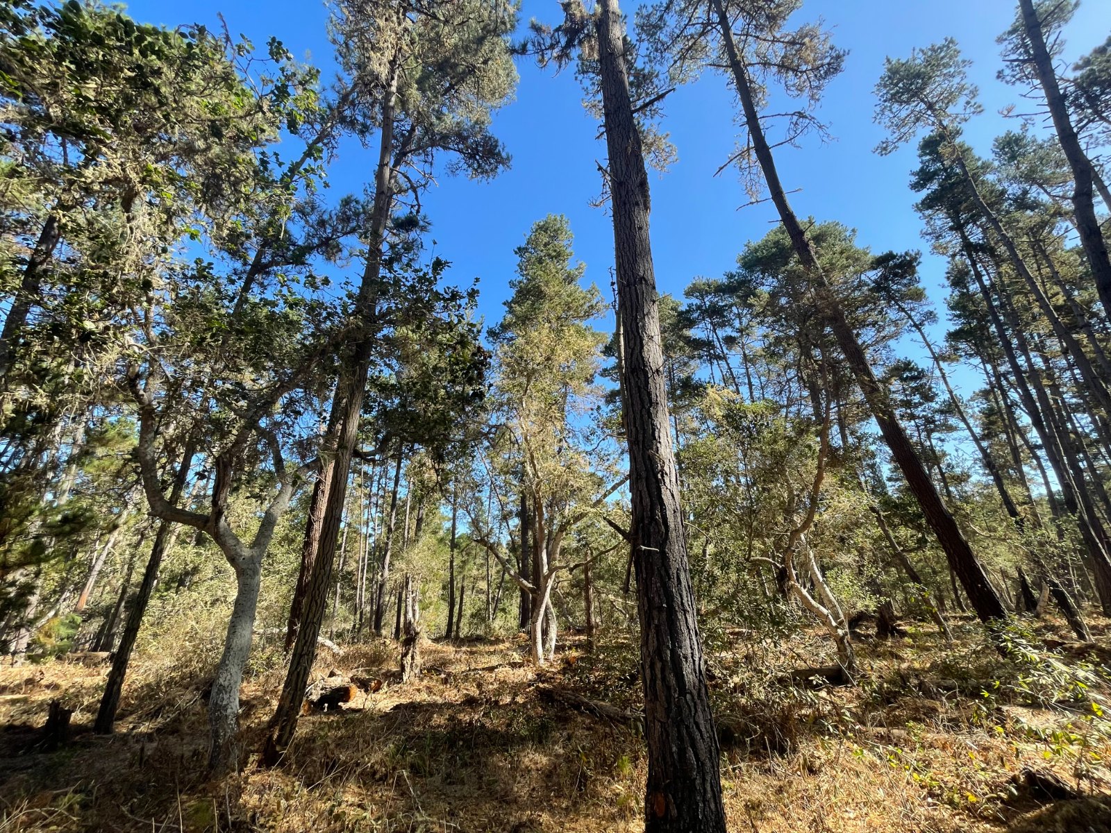 The same stand after treatment — open understory and wider tree spacing