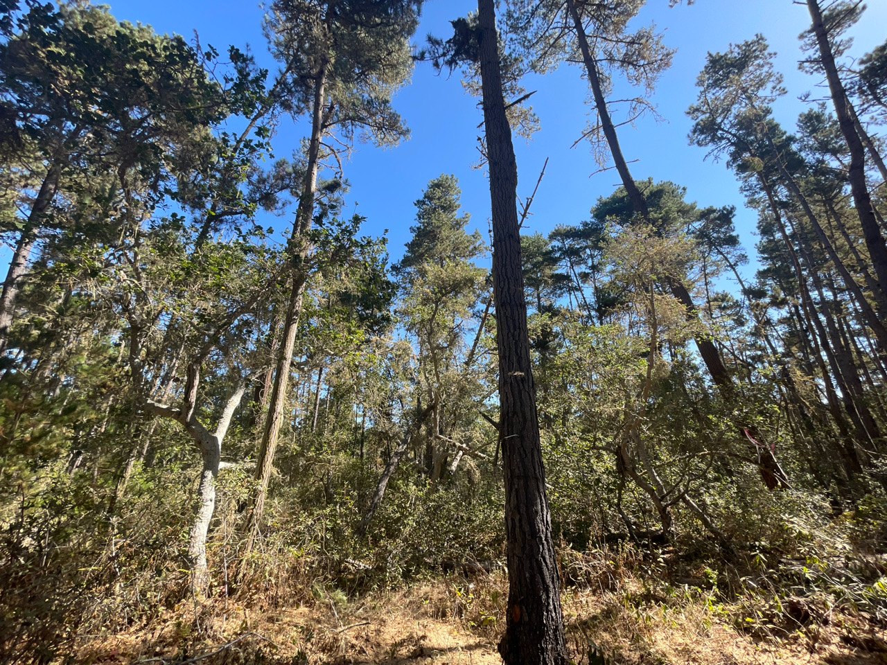 Monterey pine forest before treatment — dense shrubs, low limbs, and dead material