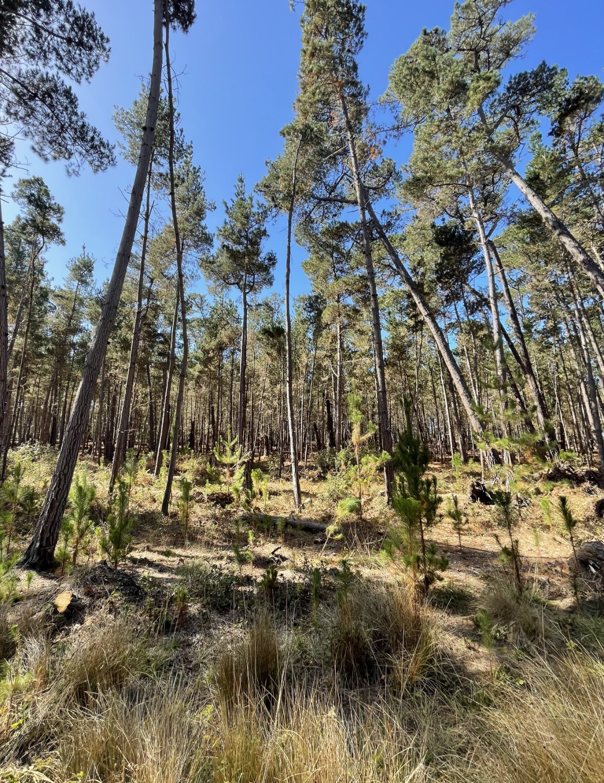 Monterey pine forest along a stream corridor at Fiscalini West Ranch