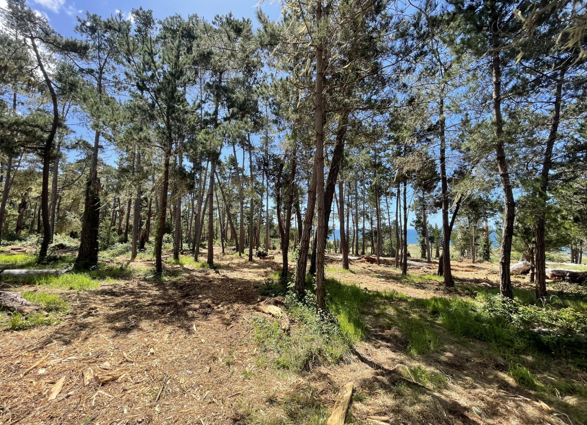 Hearst Ranch after treatment — thinned Monterey pine stand above the coast