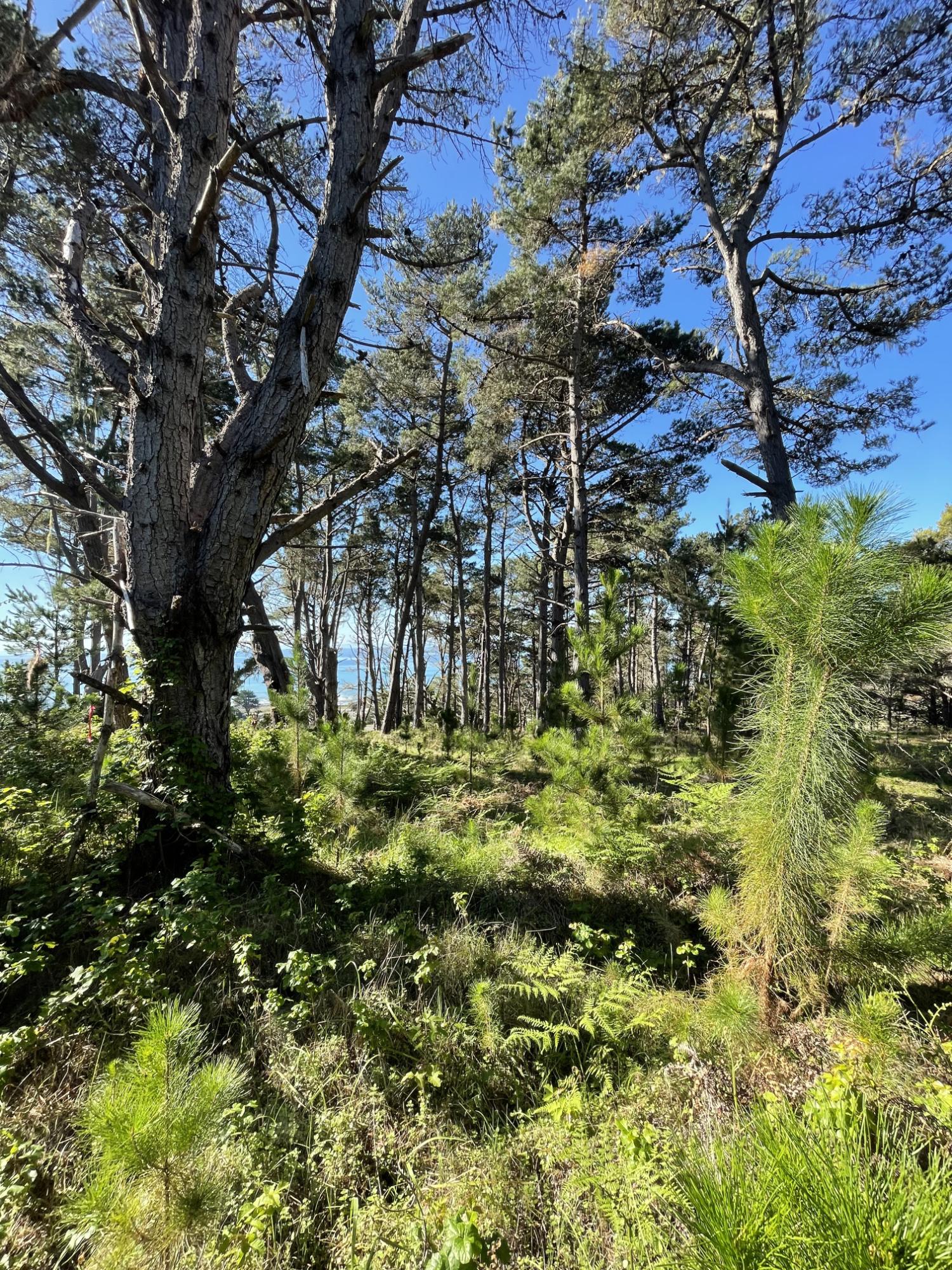 Private lands after treatment — Monterey pine regeneration establishing in the thinned understory