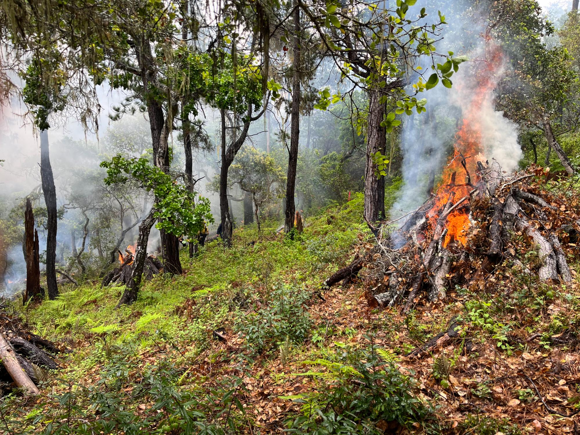 Pile burning underway at UC Rancho Marino Reserve