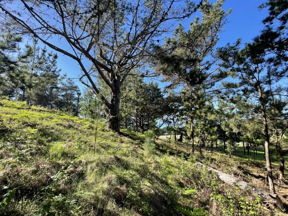 Monterey pine forest on the North Coast