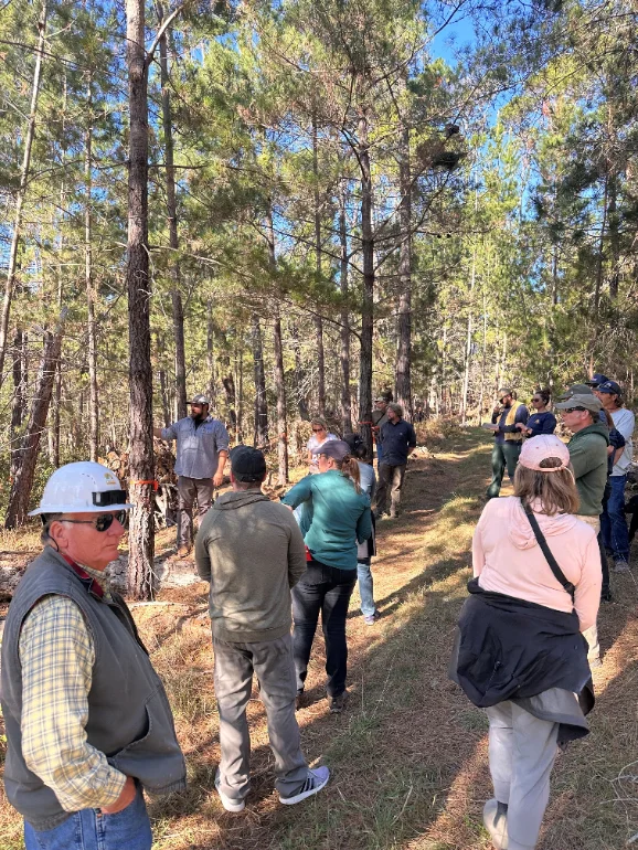 Monterey pine forestland within the SLO-RESIL project area